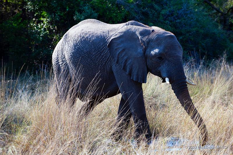 20090614_090905 D3 X1.jpg - Following large herds in Okavango Delta